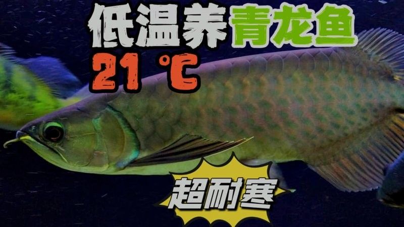 青龍魚長大后圖片視頻大全
