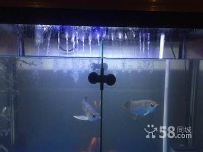 30公分紅龍魚(yú)一天喂多少蝦：30公分紅龍魚(yú)喂食量需要根據(jù)大小和生長(zhǎng)階段來(lái)適當(dāng)調(diào)整