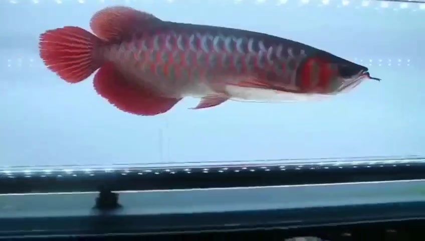 30公分紅龍魚(yú)一天喂多少蝦：30公分紅龍魚(yú)喂食量需要根據(jù)大小和生長(zhǎng)階段來(lái)適當(dāng)調(diào)整