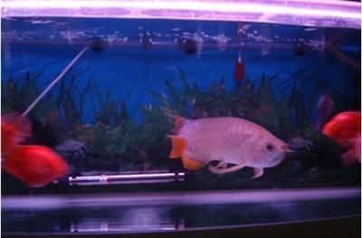 金龍魚價格策略（金龍魚價格調控機制）