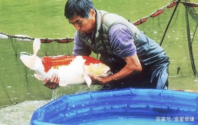 錦鯉魚為什么那么貴