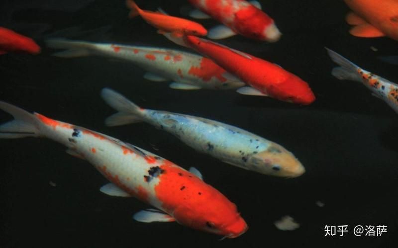 錦鯉魚為什么那么貴