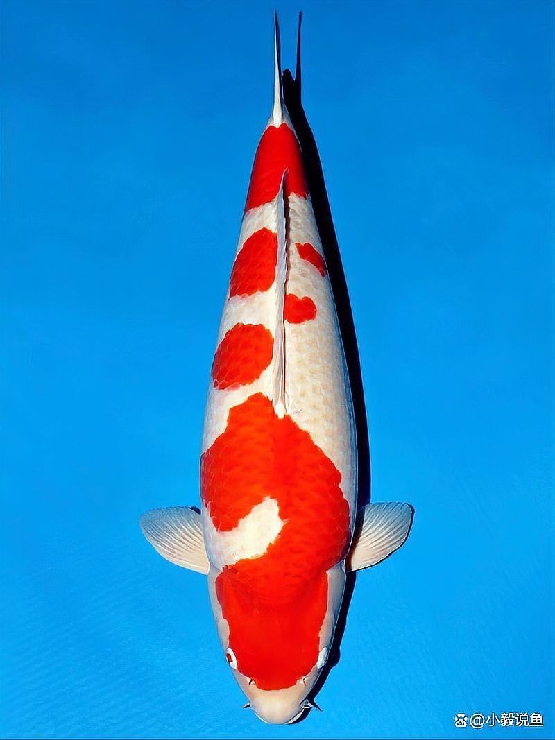 錦鯉魚為什么那么貴