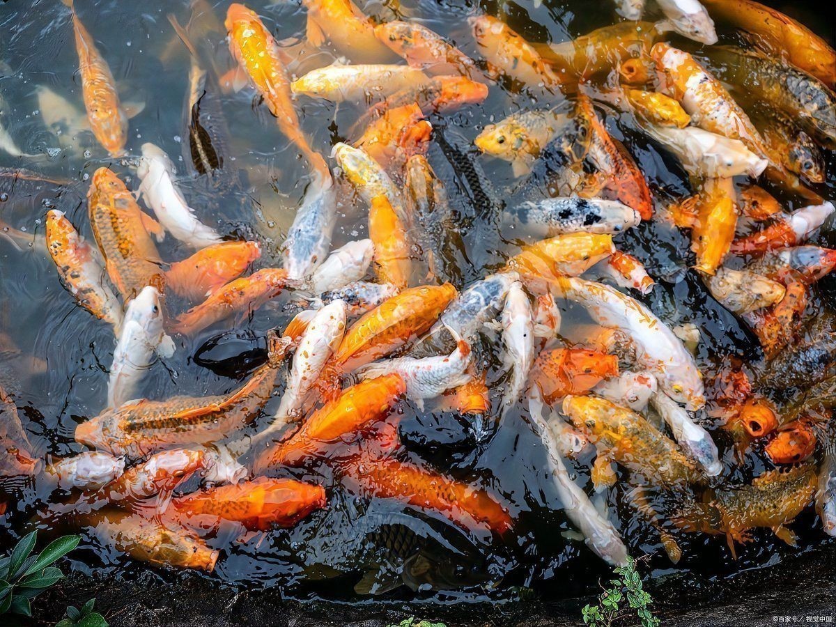錦鯉魚為什么那么貴