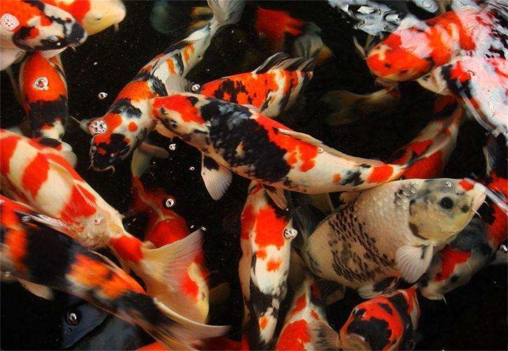 錦鯉魚為什么那么貴