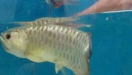 金龍魚品種排行榜前十名：金龍魚品種排行榜
