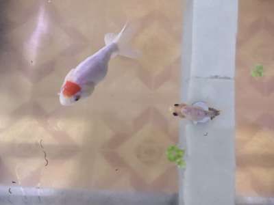 龍魚(yú)攻擊錦鯉的可能性（龍魚(yú)會(huì)攻擊和吃掉錦鯉嗎？）