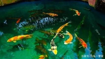 龍魚(yú)攻擊錦鯉的可能性（龍魚(yú)會(huì)攻擊和吃掉錦鯉嗎？）