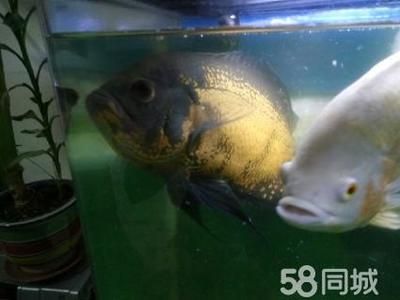 地圖魚好養還是銀龍好養：在地圖魚和銀龍魚之間選擇哪個更容易飼養，我們需要考慮幾個關鍵因素