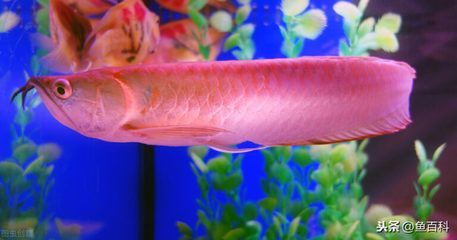 龍魚趴缸原因分析：龍魚趴缸是一個復雜的問題，
