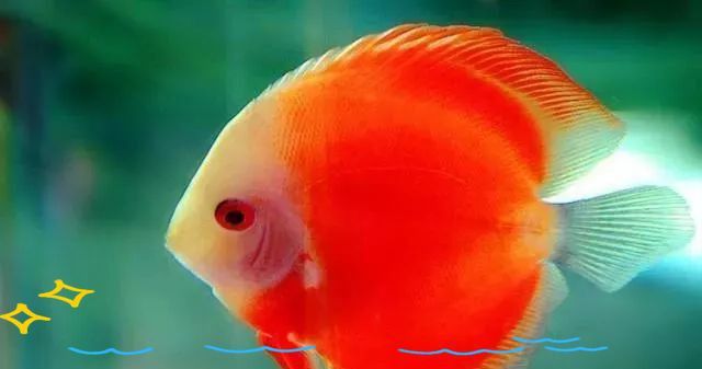 魚尾巴充血