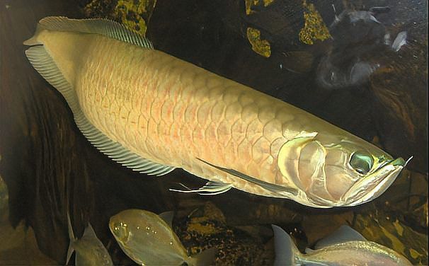 鯉魚躍龍門的故事詳細