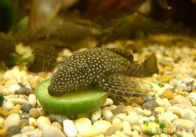 與龍魚混養的工具魚有哪些：與龍魚混養的工具魚