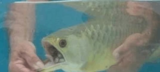 金龍魚嘴巴一張一合：金龍魚嘴巴一張一合是什么？