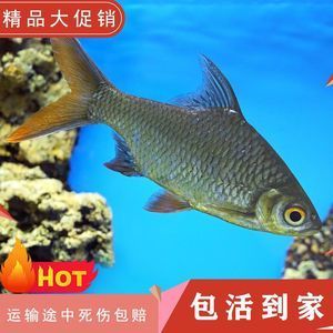 雙線側魚繁殖期飼料品牌推薦：雙線側魚繁殖成功案例分享雙線側魚繁殖成功案例分享