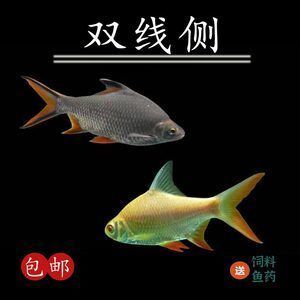 雙線側魚繁殖期飼料品牌推薦：雙線側魚繁殖成功案例分享雙線側魚繁殖成功案例分享