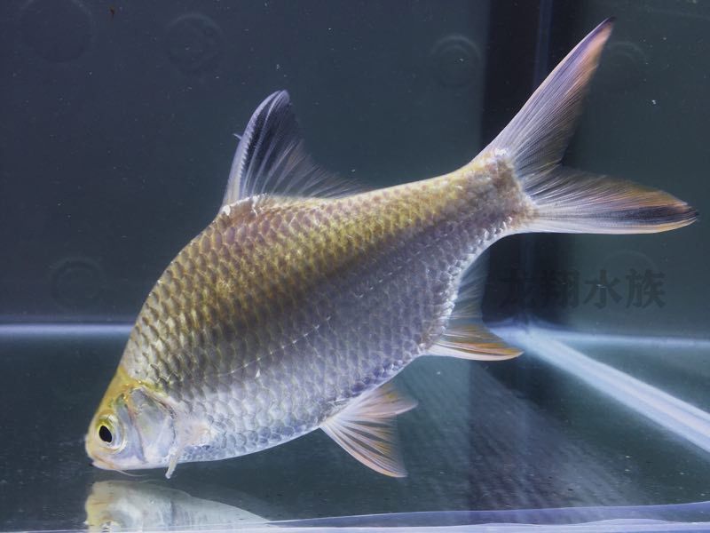 雙線側魚繁殖期飼料品牌推薦：雙線側魚繁殖成功案例分享雙線側魚繁殖成功案例分享
