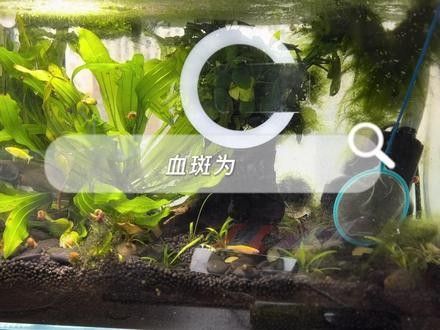 雷龍魚(yú)和斑馬魚(yú)混養(yǎng)