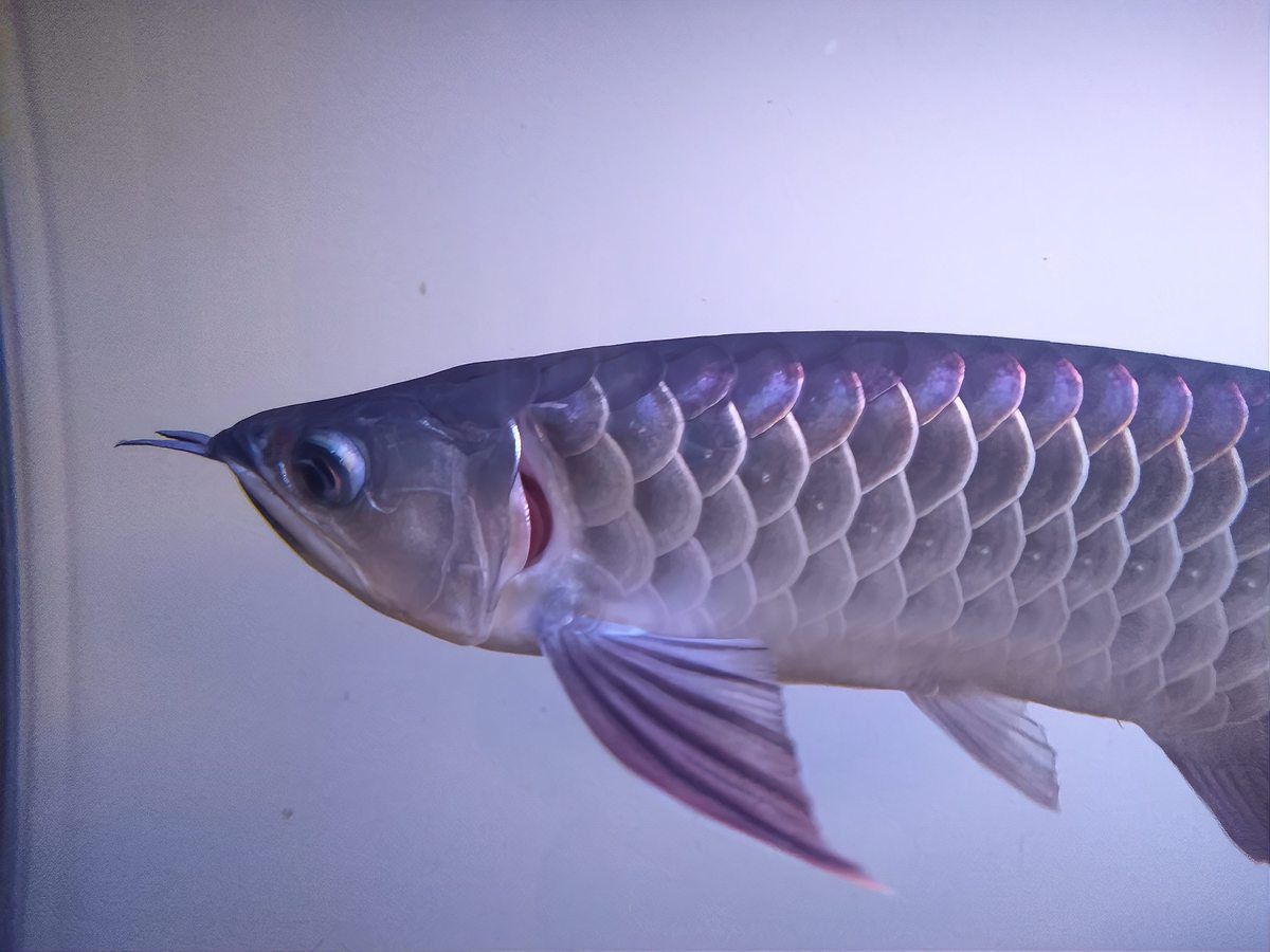 龍魚白膜去除后如何預防復發？