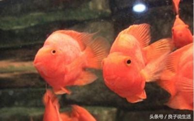 龍魚鸚鵡地圖混養（龍魚、鸚鵡魚可以混養嗎？）