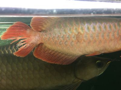 龍魚尾巴朝下怎么回事（龍魚頭朝上尾巴朝下怎么辦） 龍魚尾巴朝下怎么回事（龍魚頭朝上尾巴朝下怎么辦） 龍魚百科 第5張