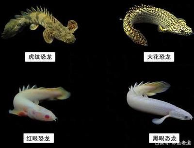黃金恐龍魚怎么養(yǎng)才能養(yǎng)活（黃金恐龍魚的繁殖條件介紹，黃金恐龍魚的生活習(xí)性介紹）