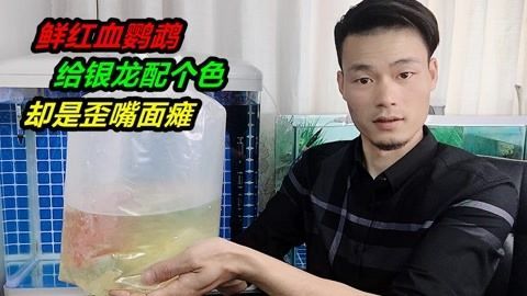 黃金恐龍魚怎么養(yǎng)才能養(yǎng)活（黃金恐龍魚的繁殖條件介紹，黃金恐龍魚的生活習(xí)性介紹）