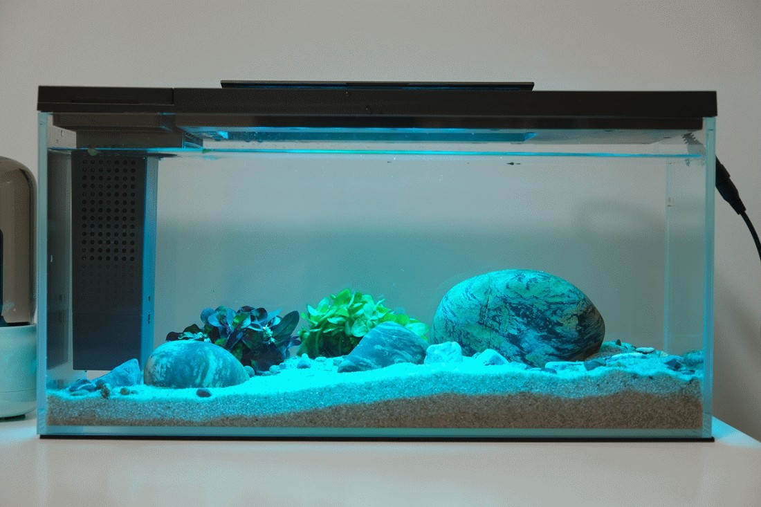 一個魚缸可以養幾條龍魚：一個魚缸可以養幾條龍魚，