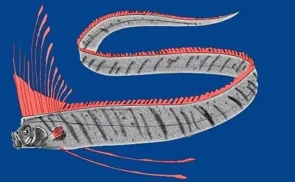 海里面的龍魚叫什么魚