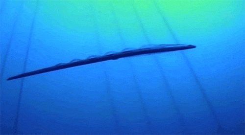 海里面的龍魚叫什么魚
