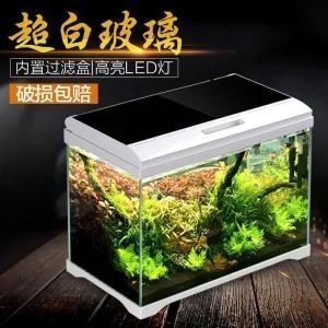 龍魚燈開多久換水：龍魚燈開燈時間和換水頻率