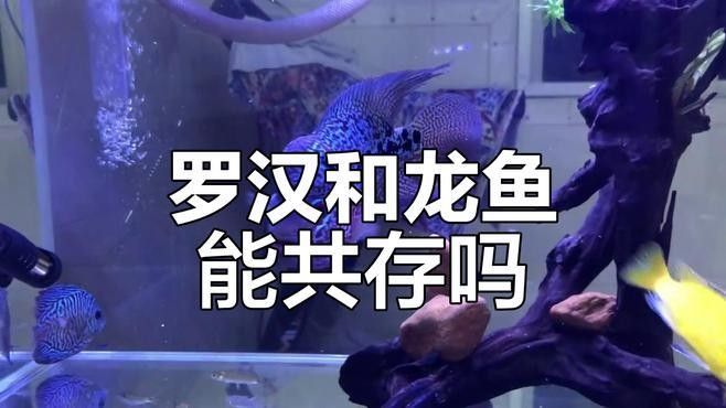 龍魚羅漢魚混養(yǎng)視頻播放