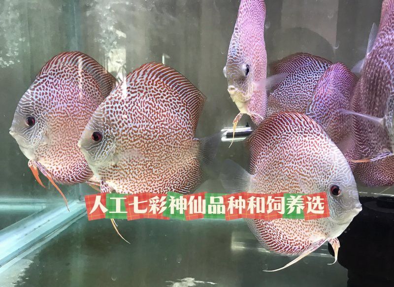 哪種七彩龍魚最容易飼養？