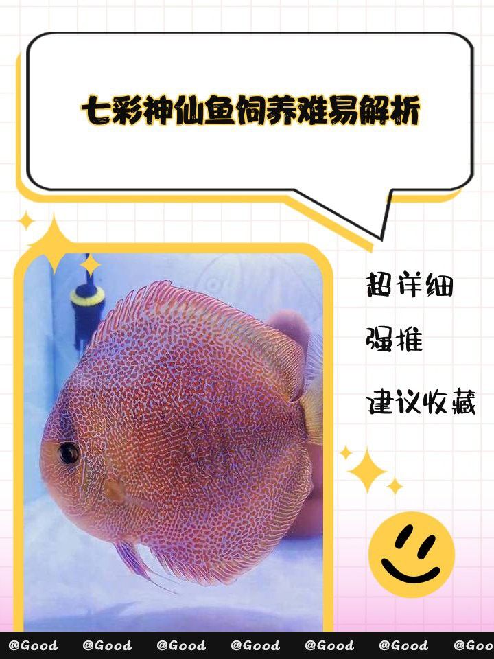 哪種七彩龍魚最容易飼養？