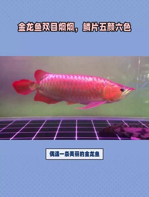 龍魚高背和過背的區(qū)別圖解大全