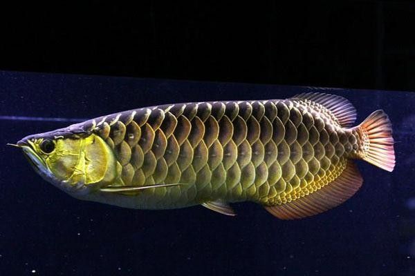 龍魚高背和過背的區(qū)別圖解大全