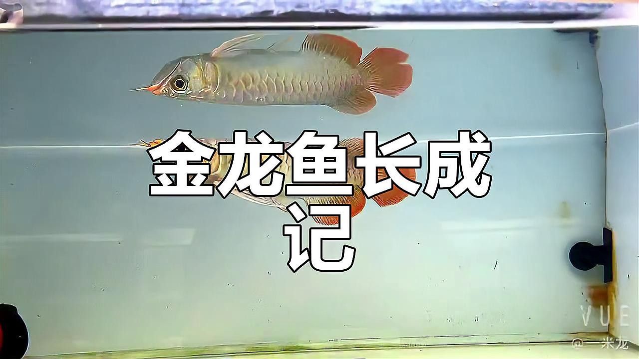 龍魚高背和過背的區(qū)別圖解大全