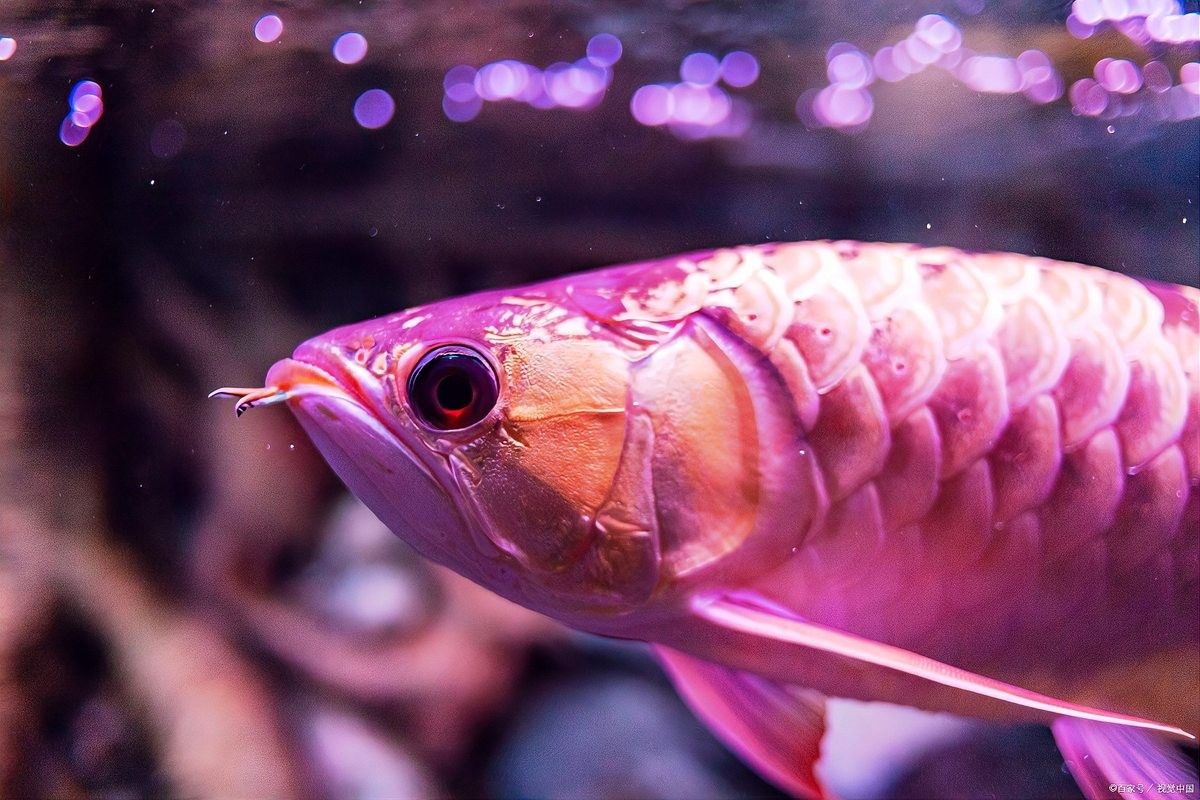 龍魚高背和過背的區(qū)別圖解大全