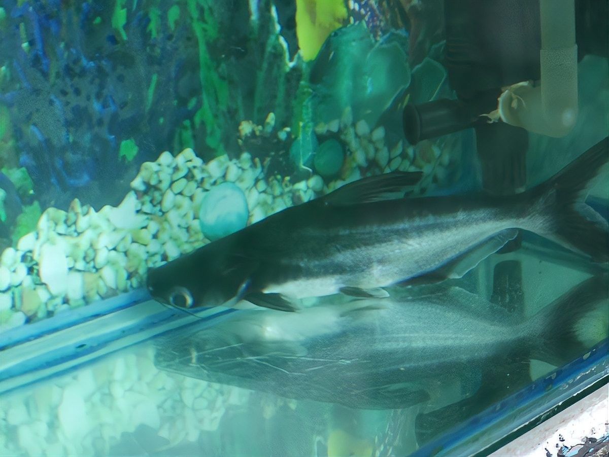 龍魚雕刻后需要隔離多久？