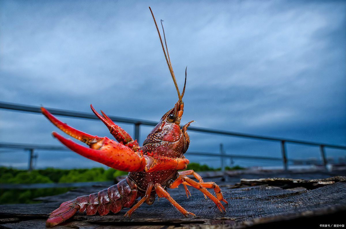 怎樣讓龍魚吃飼料長的快