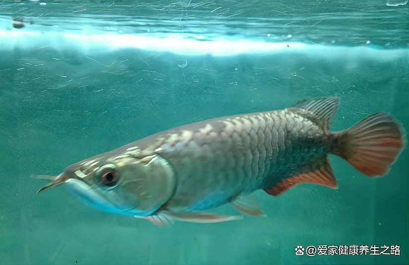 怎樣讓龍魚吃飼料長的快