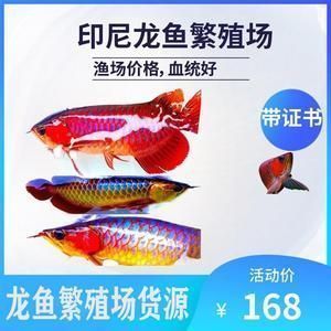 紅龍魚漁場排名第幾（紅龍魚漁場排名解析）
