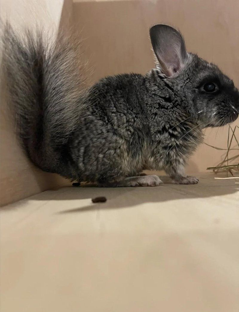 威霸龍貓糧有哪些口味選擇？