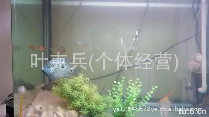 龍魚買賣平臺哪個好一點，選擇龍魚買賣平臺時需要考慮平臺的信譽度、服務質量、用戶評價