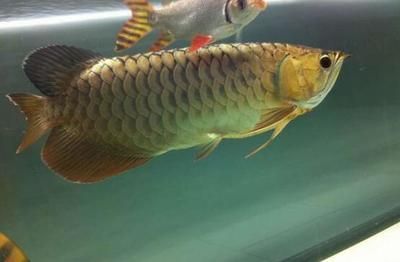 龍魚吃啥發色好一點，如何判斷龍魚食品牌推薦