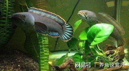 雷龍魚逃脫后的最佳恢復方法：雷龍魚逃脫后如何快速恢復