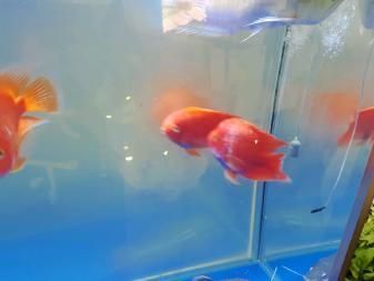 龍魚和招財貓都具有積極的寓意，龍魚和招財貓的寓意：龍魚和招財貓的寓意