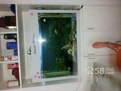 58同城賣二手龍魚(yú)怎么樣：58同城賣二手龍魚(yú)58同城賣二手龍魚(yú)平臺(tái)流程