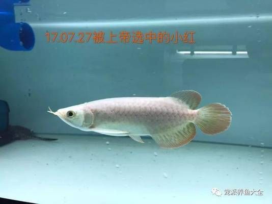 龍魚(yú)吃草魚(yú)還是鯽魚(yú)（龍魚(yú)吃草魚(yú)還是鯽魚(yú)哪個(gè)更好養(yǎng)）