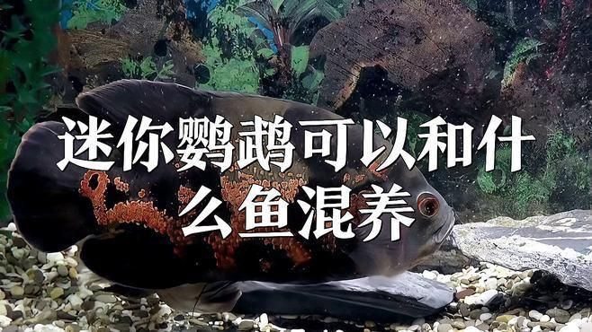 哪些魚適合與迷你鸚鵡魚混養？
